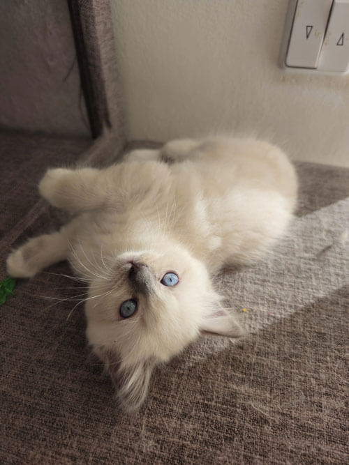 Ragdoll Kitten