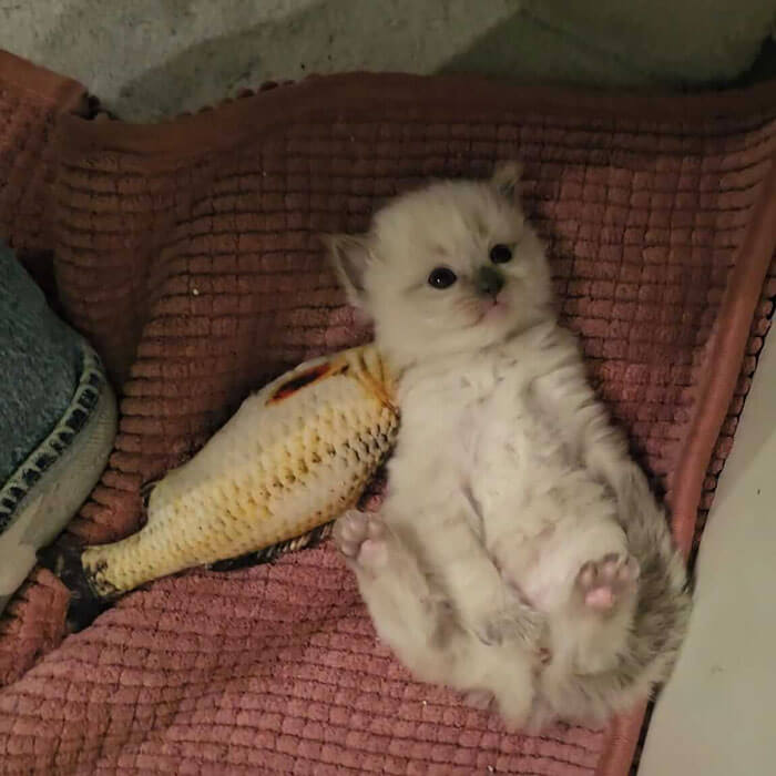 Ragdoll Kitten