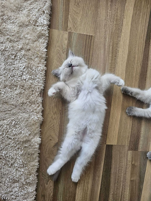 Ragdoll Kitten