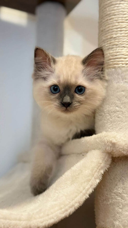 Ragdoll Kitten