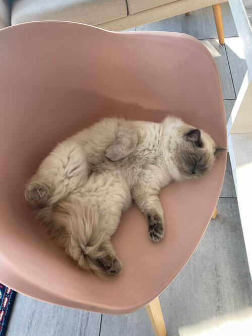 Ragdoll Kitten