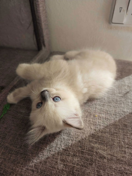 Ragdoll Kitten