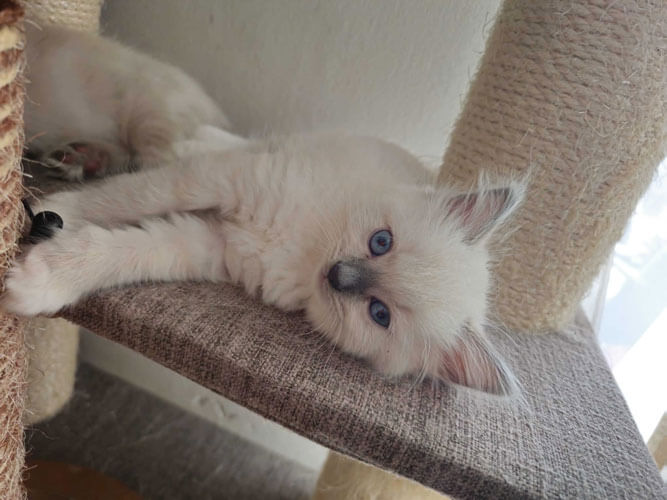 Ragdoll Kitten