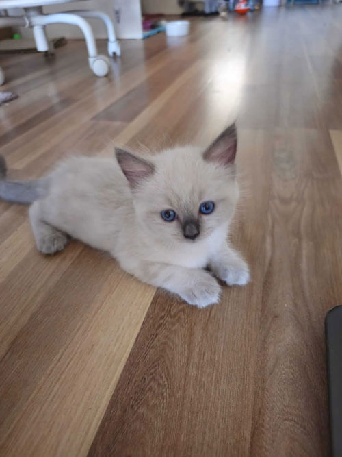 Ragdoll Kitten