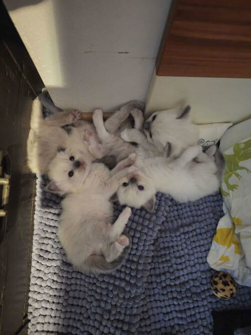 Ragdoll Kitten