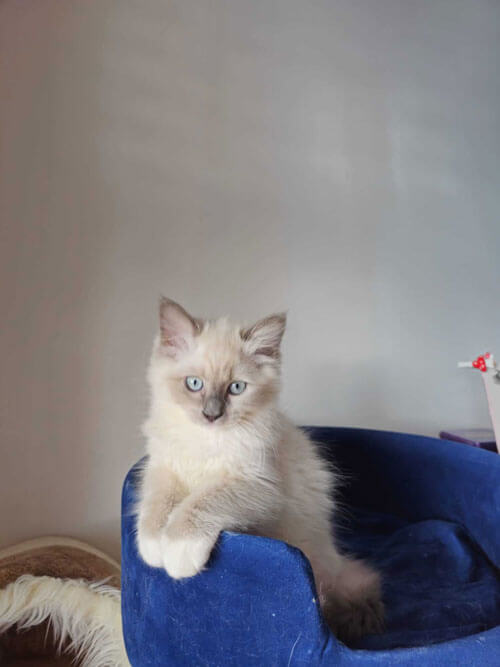 Ragdoll Kitten