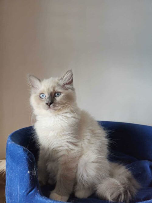 Ragdoll Kitten
