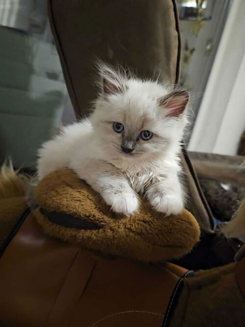 Ragdoll Kitten
