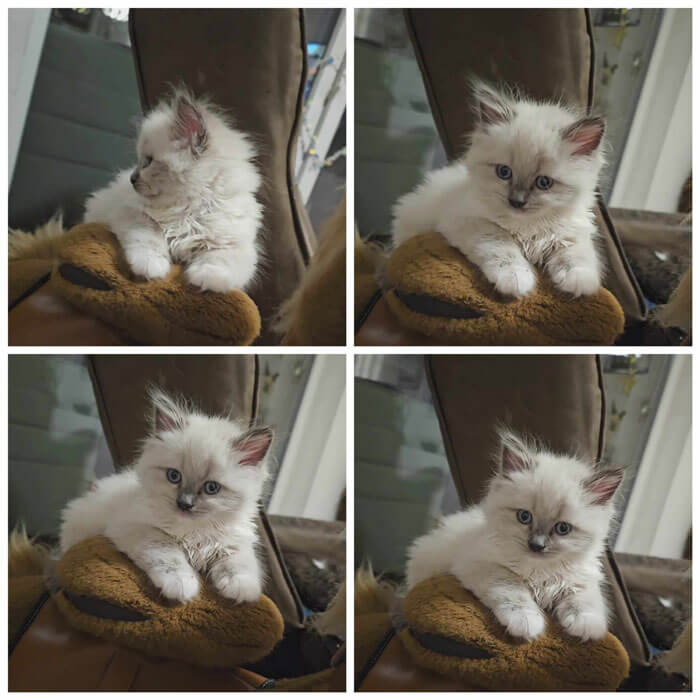 Ragdoll Kitten
