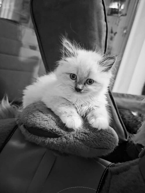 Ragdoll Kitten
