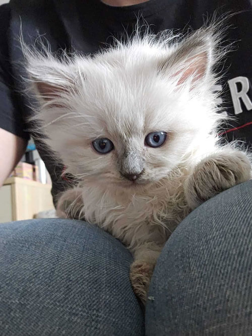 Ragdoll Kitten