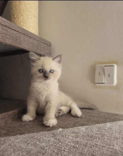 Ragdoll Kitten